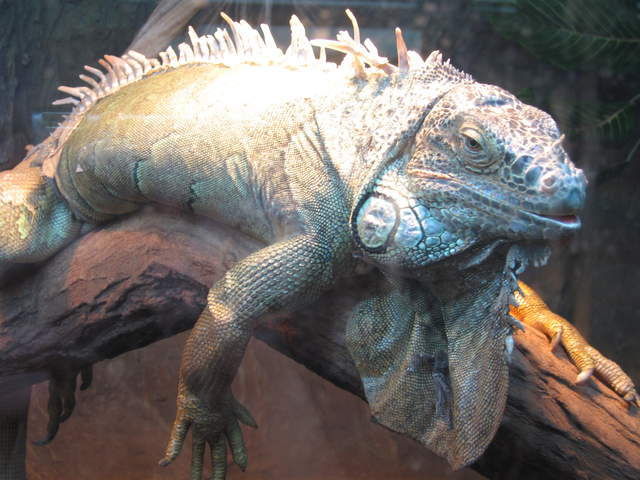 Iguana at Warsaw Zoo