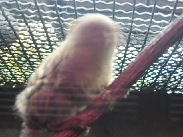 Pygmy marmoset at Warsaw Zoo
