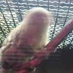 Pygmy marmoset at Warsaw Zoo