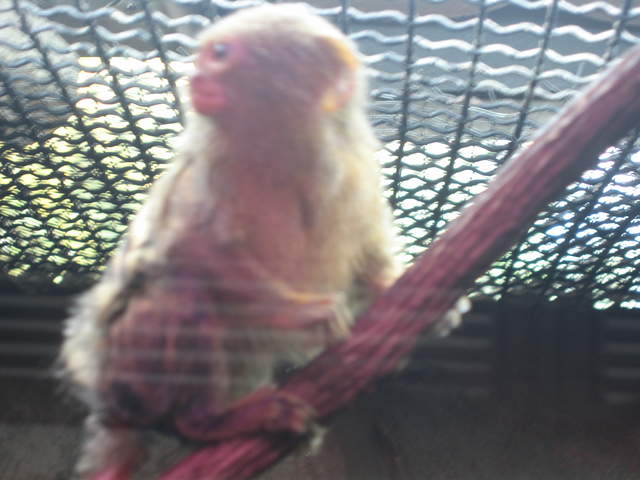 Pygmy marmoset at Warsaw Zoo