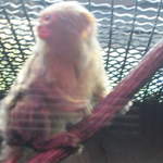 Pygmy marmoset at Warsaw Zoo