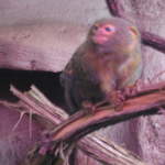 Pygmy marmoset at Warsaw Zoo