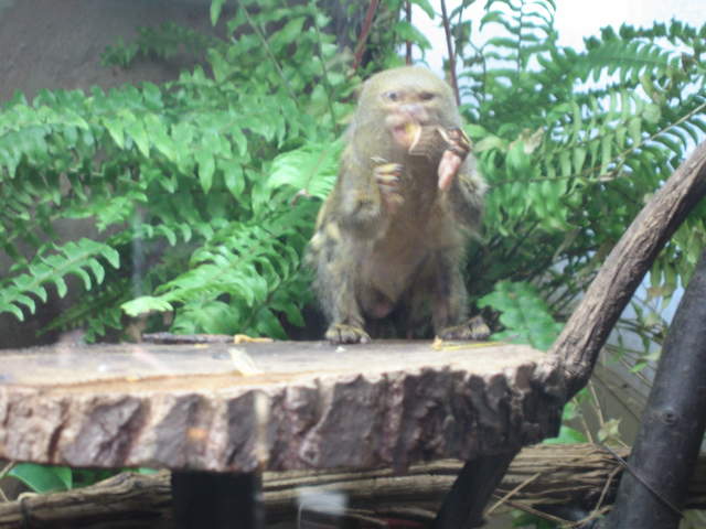 Pygmy marmoset at Warsaw Zoo