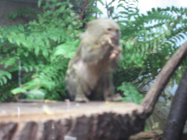 Pygmy marmoset at Warsaw Zoo