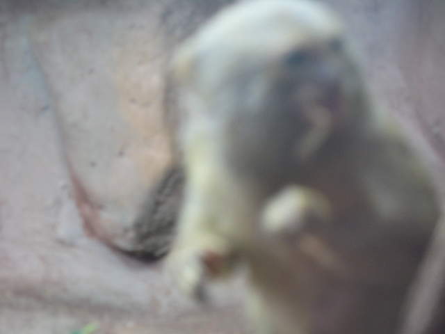 Pygmy marmoset at Warsaw Zoo