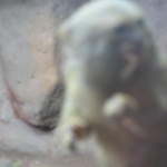 Pygmy marmoset at Warsaw Zoo