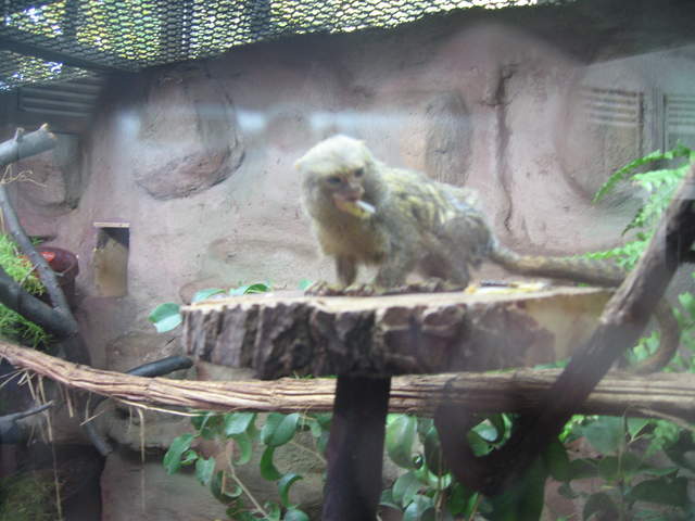 Pygmy marmoset at Warsaw Zoo