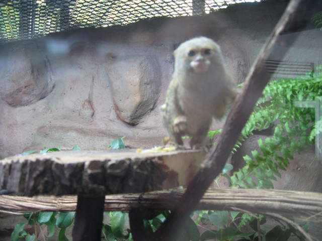 Pygmy marmoset at Warsaw Zoo