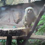 Pygmy marmoset at Warsaw Zoo