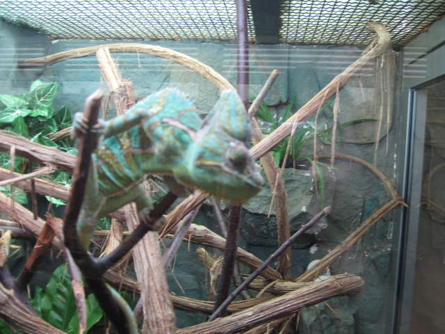 Chameleon at Warsaw Zoo