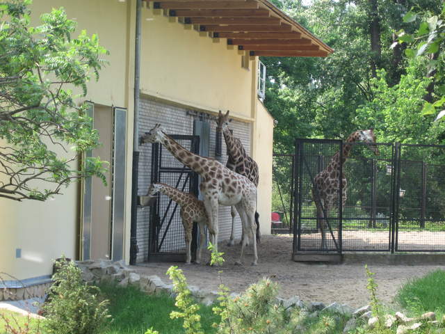 Giraffes at Warsaw Zoo