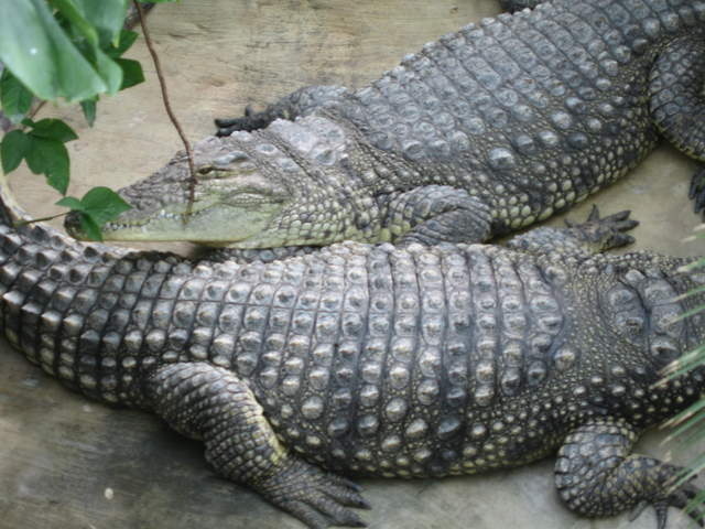 Crocodiles at Warsaw Zoo