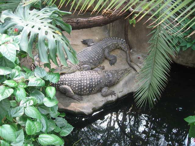 Crocodiles at Warsaw Zoo