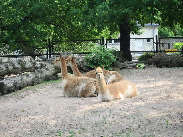 Alpacas at Warsaw Zoo
