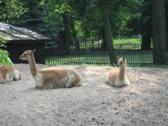 Alpacas at Warsaw Zoo