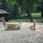Alpacas at Warsaw Zoo