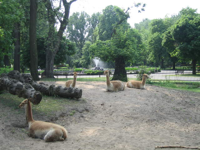 Alpacas at Warsaw Zoo