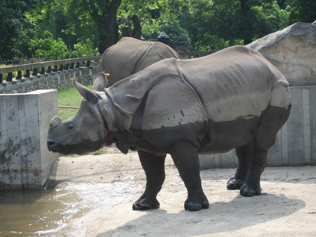 Rhinos at Warsaw Zoo