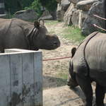 Rhinos at Warsaw Zoo