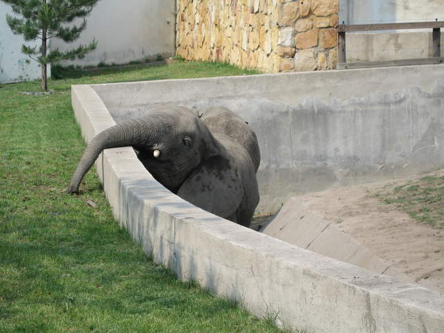 Elephant at Warsaw Zoo