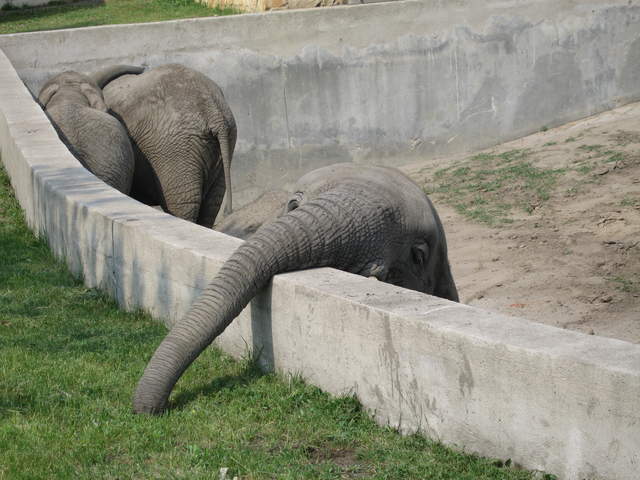 Elephants at Warsaw Zoo