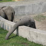 Elephants at Warsaw Zoo
