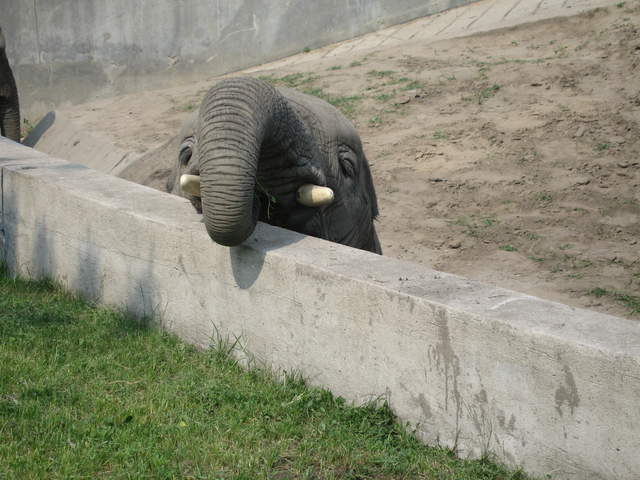 Elephant at Warsaw Zoo