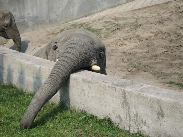 Elephant at Warsaw Zoo
