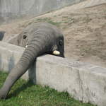 Elephant at Warsaw Zoo