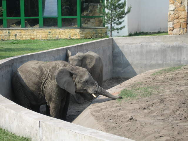 Elephants at Warsaw Zoo