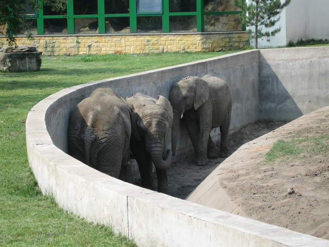 Elephants at Warsaw Zoo