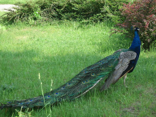 Peacock at Warsaw Zoo