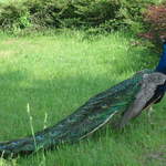 Peacock at Warsaw Zoo