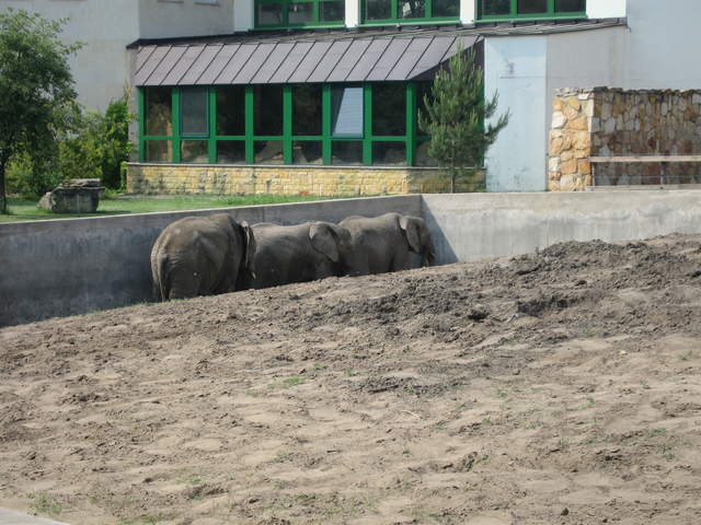 Elephants at Warsaw Zoo