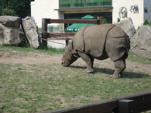 Rhino at Warsaw Zoo
