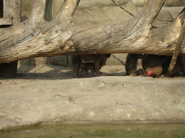 Monkeys at Warsaw Zoo