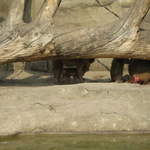 Monkeys at Warsaw Zoo