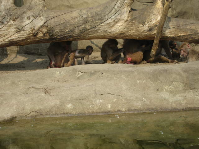 Monkeys at Warsaw Zoo