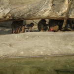 Monkeys at Warsaw Zoo