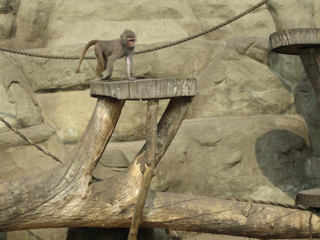 Monkey at Warsaw Zoo