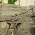 Monkey at Warsaw Zoo