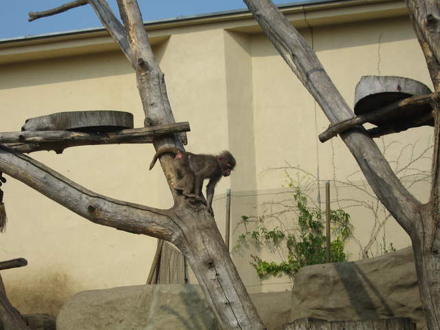 Monkey at Warsaw Zoo