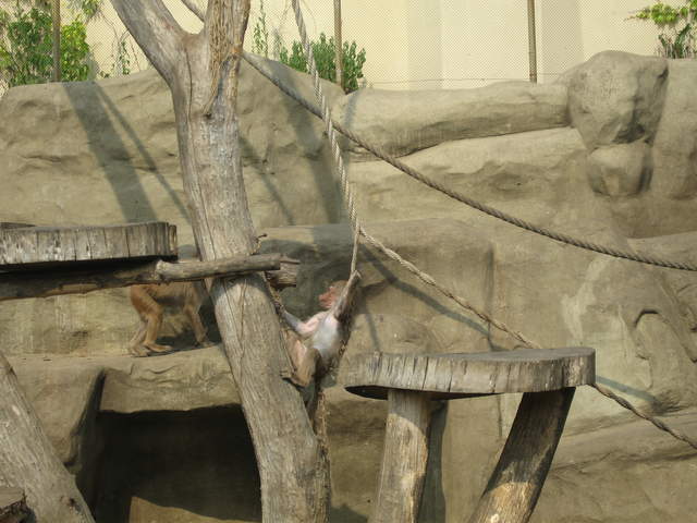 Monkey at Warsaw Zoo