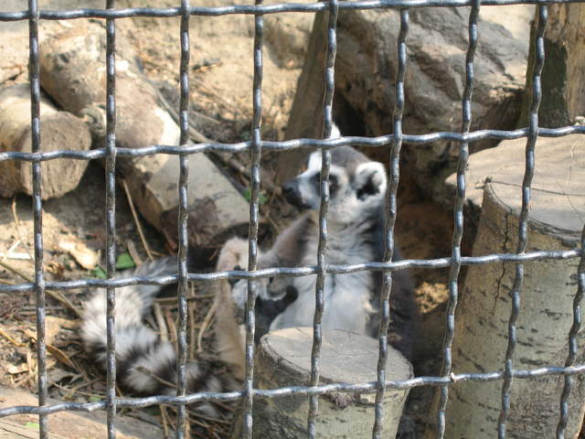 Lemer at Warsaw Zoo