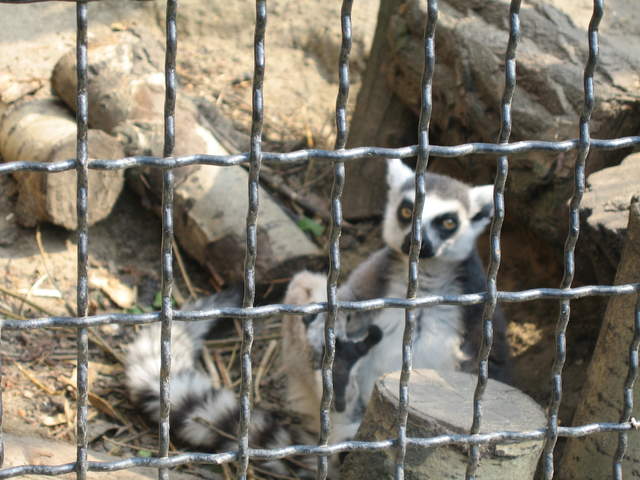 Lemer at Warsaw Zoo