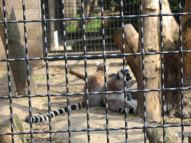 Lemer at Warsaw Zoo