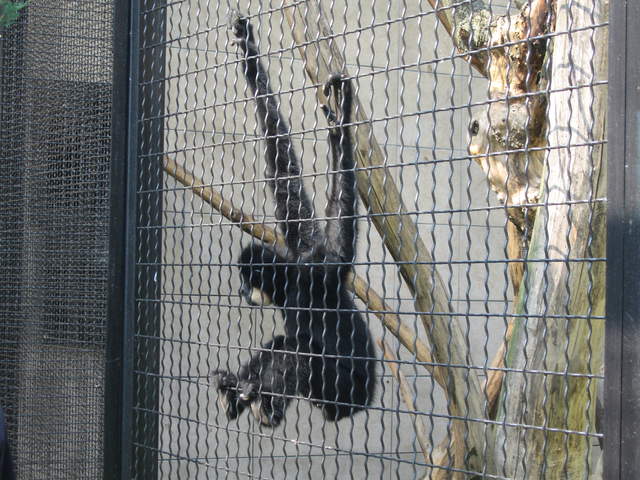 Chimp at Warsaw Zoo