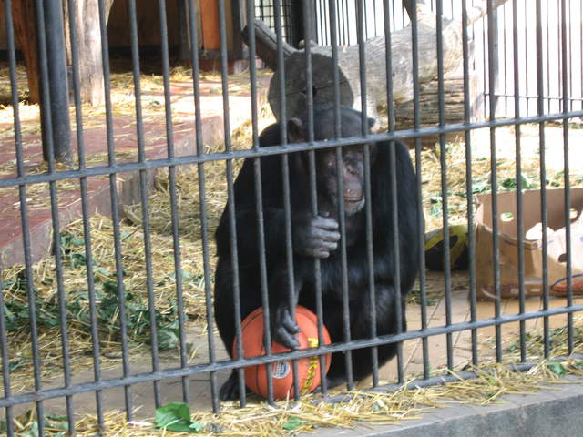 Chimp at Warsaw Zoo