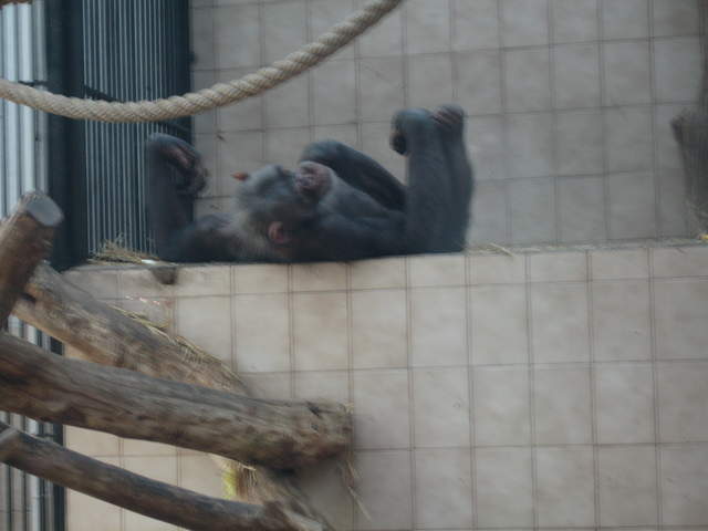 Chimp at Warsaw Zoo