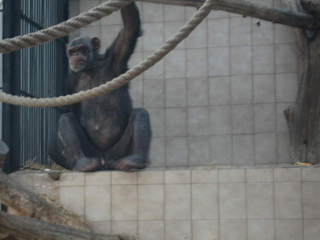Chimp at Warsaw Zoo